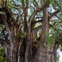 MEX OAX SantaMariaDelTule 2019APR04 004  The age of tree is scientifically estimated at 1,433-1,600 years old, based on growth rates. : - DATE, - PLACES, - TRIPS, 10's, 2019, 2019 - Taco's & Toucan's, Americas, April, Day, Mexico, Month, North America, Oaxaca, Santa María del Tule, South Pacific Coast, Thursday, Year